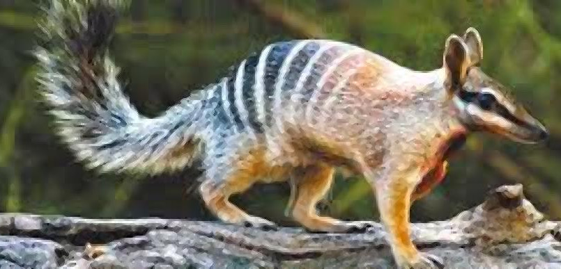 image of numbat